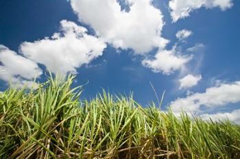 Pioneer Valley-Sugar Cane Field, , Marian, Whitsunday Coast, Queensland | Obraz na stenu