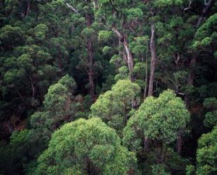 Eucalyptus Forest, Walpole-Nornalup NP, Western Australia, Australia | Obraz na stenu
