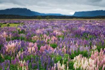 Blooming Lupine Near Town of TeAnua, South Island, New Zealand | Obraz na stenu