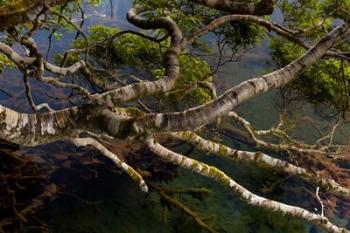 New Zealand, Silver Beech tree branches | Obraz na stenu