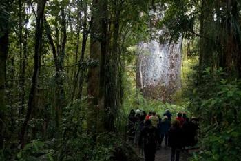 Tane Mahuta, Giant Kauri tree in Waipoua Rainforest, North Island, New Zealand | Obraz na stenu