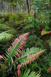 Waipoua Forest, North Island, New Zealand | Obraz na stenu