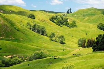 Farmland near Gisborne, New Zealand | Obraz na stenu