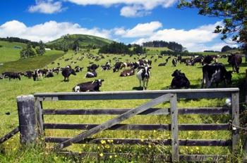 Gate and Dairy Farm near Kaikohe, Northland, New Zealand | Obraz na stenu