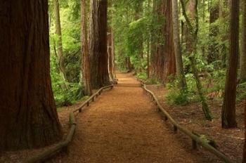 Path through Redwood Forest, Rotorua, New Zealand | Obraz na stenu