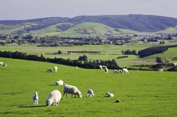 Farmland at Milburn, South Otago, South Island, New Zealand | Obraz na stenu