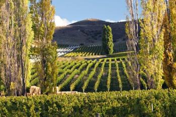 Felton Road Vineyard, Bannockburn, South Island, New Zealand | Obraz na stenu