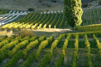 Felton Road Vineyard, Bannockburn, Central Otago, South Island, New Zealand | Obraz na stenu