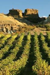 Mt Difficulty Vineyard and Historic Sluicings, Bannockburn, South Island, New Zealand | Obraz na stenu