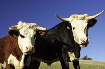 Dairy Cows, New Zealand | Obraz na stenu