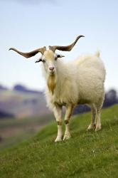 Goat, Taieri, near Dunedin, South Island, New Zealand | Obraz na stenu