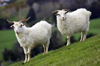 Pair of Goats, Taieri, South Island, New Zealand | Obraz na stenu