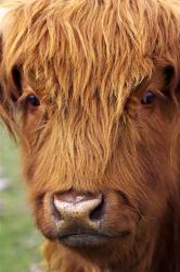 Scottish Cow, Deer Park Heights, Queenstown, South island, New Zealand | Obraz na stenu