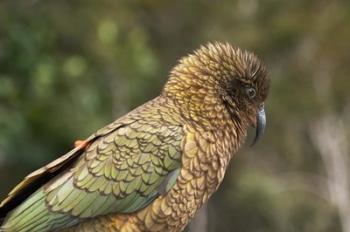 Kea, New Zealand Alpine Parrot, South Island, New Zealand | Obraz na stenu