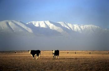 Cows and Hawkdun Range, Maniototo, Central Otago | Obraz na stenu