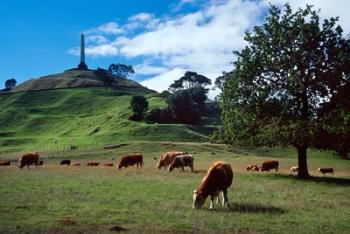 Cows, One Tree Hill, Auckland | Obraz na stenu