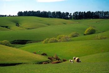 Farmland Near Clinton, New Zealand | Obraz na stenu