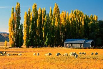 Farmland, Maniototo, Central Otago, New Zealand | Obraz na stenu