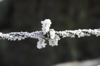 Frosty Barbed Wire, Otago, South Island, New Zealand | Obraz na stenu