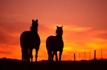 Horses at Sunset near Ranfurly, Maniototo, Central Otago | Obraz na stenu