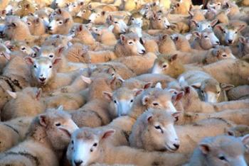 Mob of Sheep in Yard | Obraz na stenu