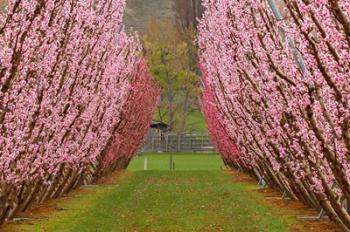Orchard in Spring, Cromwell, Central Otago, South Island, New Zealand | Obraz na stenu