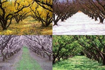 Orchard through the Seasons, Central Otago, South Island, New Zealand | Obraz na stenu