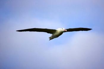 Royal Albatross, Dunedin, South Island, New Zealand | Obraz na stenu