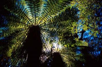 Tree Ferns, Catlins, South Island, New Zealand | Obraz na stenu
