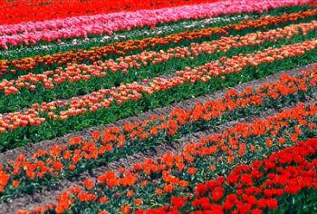 Tulip Fields, Tapanui, Southland, New Zealand | Obraz na stenu