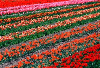 Tulip Fields, Tapanui, Southland, New Zealand | Obraz na stenu