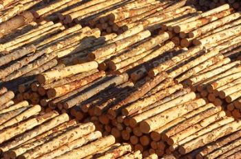 Log Stacks, Marlborough Sounds, South Island, New Zealand | Obraz na stenu