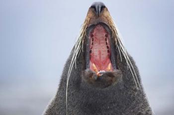 New Zealand Fur Seal, Kaikoura Peninsula, New Zealand | Obraz na stenu