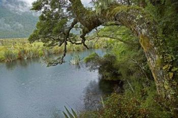 Mirror Lakes, Milford Road, Fiordland, South Island, New Zealand | Obraz na stenu