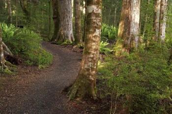 Kepler Track, Fjordland National Park, South Island, New Zealand | Obraz na stenu