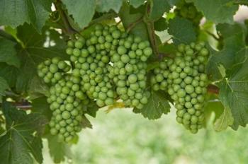 Pinot Noir Grapes, Domain Road Vineyard, Bannockburn, Central Otago, South Island, New Zealand | Obraz na stenu