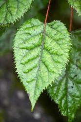 Wineberry, West Coast, South Island, New Zealand | Obraz na stenu