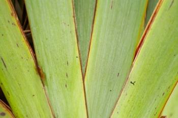 Flax Detail, West Coast, South Island, New Zealand | Obraz na stenu