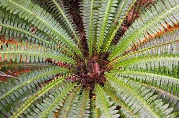 Crown Fern, Puipui, West Coast, South Island, New Zealand | Obraz na stenu