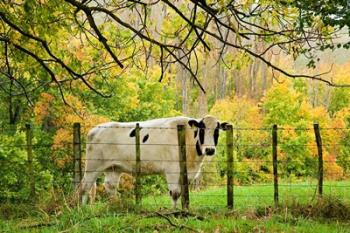 Cow and Farmland, Taoroa Junction, Rangitikei, North Island, New Zealand | Obraz na stenu