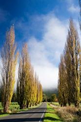 Autumn Colour and Wanganui, Raetihi Road, near Wanganui, North Island, New Zealand | Obraz na stenu