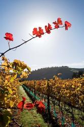 Te Kairanga Vineyard, Martinborough, Wairarapa, North Island, New Zealand | Obraz na stenu