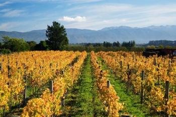 Schubert Vineyard, Martinborough, Wairarapa, North Island, New Zealand | Obraz na stenu