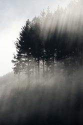 Early Morning Mist and Trees, State Highway 4 near Wanganui, North Island, New Zealand | Obraz na stenu