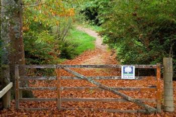 Gate and Oak Leaves, Te Wera Arboretum, Forgotten World Highway, Taranaki, North Island, New Zealand | Obraz na stenu