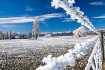 Hoar Frost and Farmland near Poolburn, Central Otago, South Island, New Zealand | Obraz na stenu