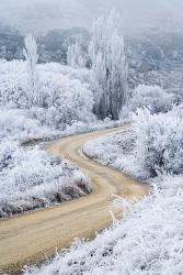 Hoar Frost and Road by Butchers Dam, South Island, New Zealand (vertical) | Obraz na stenu