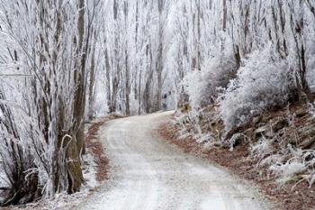 Hoar Frost and Road by Butchers Dam, South Island, New Zealand (horizontal) | Obraz na stenu