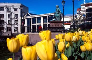 Yellow tulips, Octagon, Dunedin, New Zealand | Obraz na stenu