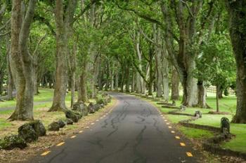 Twin Oaks Drive, Paths, North Island, New Zealand | Obraz na stenu